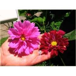 Nasiona Kosmos podwójny czerwony szt.5 Nxx641