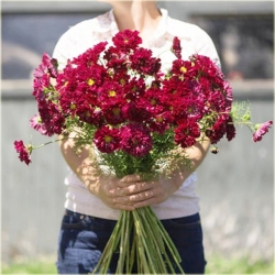 Nasiona Kosmos podwójny czerwony szt.5 Nxx641