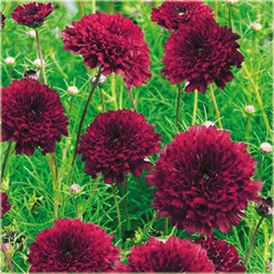 Nasiona Kosmos podwójny czerwony szt.5 Nxx641