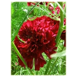 Nasiona Kosmos podwójny czerwony szt.5 Nxx641