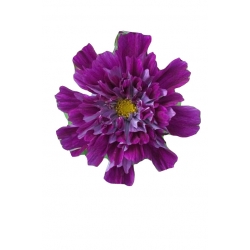 Nasiona Kosmos podwójny fioletowy szt.5 N640