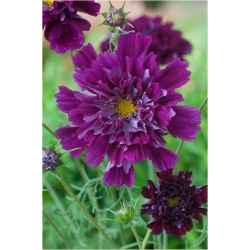 Nasiona Kosmos podwójny fioletowy szt.5 Nxx640