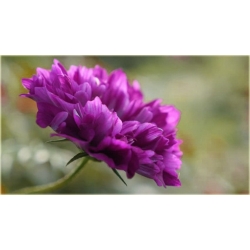 Nasiona Kosmos podwójny fioletowy szt.5 Nxx640