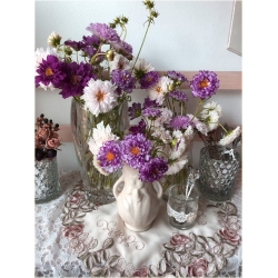 Nasiona Kosmos podwójny fioletowy szt.5 Nxx640