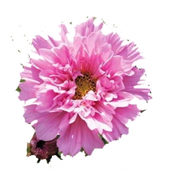 Nasiona Kosmos podwójny różowy szt.5 N639