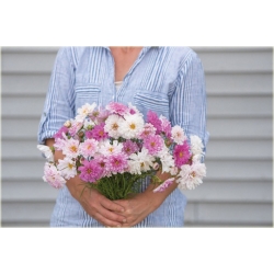 Nasiona Kosmos podwójny różowy szt.5 Nxx639