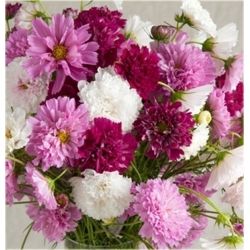 Nasiona Kosmos podwójny różowy szt.5 Nxx639