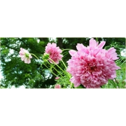 Nasiona Kosmos podwójny różowy szt.5 Nxx639