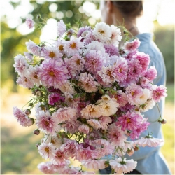 Nasiona Kosmos podwójny różowy szt.5 Nxx639