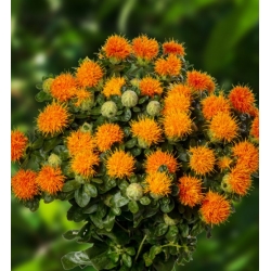 Nasiona Krokosz barwierski pomarańcz szt.5 Nxx699