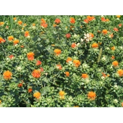 Nasiona Krokosz barwierski pomarańcz szt.5 Nxx699