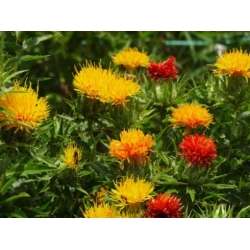 Nasiona Krokosz barwierski pomarańcz szt.5 Nxx699