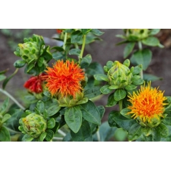 Nasiona Krokosz barwierski pomarańcz szt.5 Nxx699