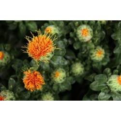 Nasiona Krokosz barwierski pomarańcz szt.5 Nxx699