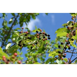 nasiona Kruszyna pospolita Rhamnus frangula szt5 Fore216