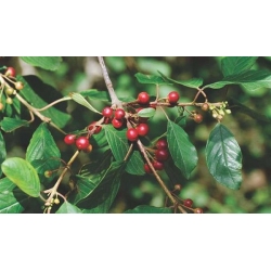 nasiona Kruszyna pospolita Rhamnus frangula szt5 Fore216