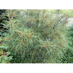 nasiona Kruszyna pospolita Rhamnus frangula szt5 Fore216