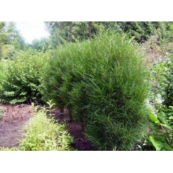 nasiona Kruszyna pospolita Rhamnus frangula szt5 Fore216