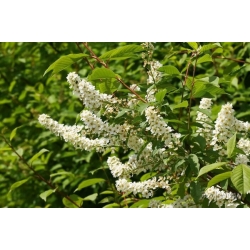 nasiona Kruszyna pospolita Rhamnus frangula szt5 Fore216