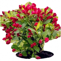 Nasiona Krzewuszka Weigela mix szt.5 N296