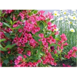 Nasiona Krzewuszka Weigela mix szt.5 Nxx296