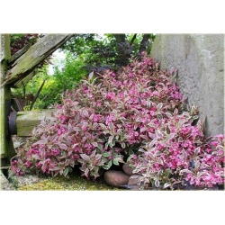 Nasiona Krzewuszka Weigela mix szt.5 Nxx296