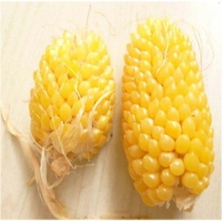 Nasiona Kukurydza ananasowa szt.5 Nxx350