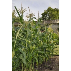 Nasiona Kukurydza ananasowa szt.5 Nxx350