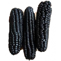 Nasiona Kukurydza czarna szt.4 N251