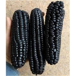 Nasiona Kukurydza czarna szt.4 Nxx251