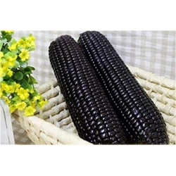 Nasiona Kukurydza czarna szt.4 Nxx251