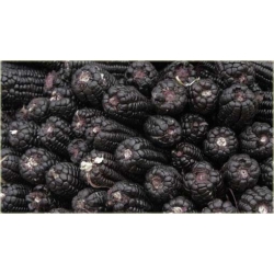 Nasiona Kukurydza czarna szt.4 Nxx251