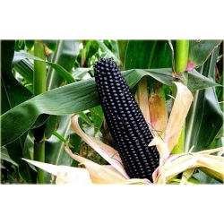 Nasiona Kukurydza czarna szt.4 Nxx251