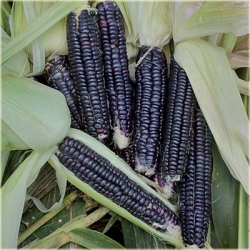 Nasiona Kukurydza czarna szt.4 Nxx251