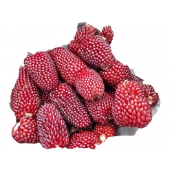 Nasiona Kukurydza czerwona mini szt.4 N579