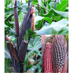 Nasiona Kukurydza czerwona mini szt.4 Nxx579