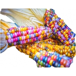 Nasiona Kukurydza Tęcza szt.5 N16