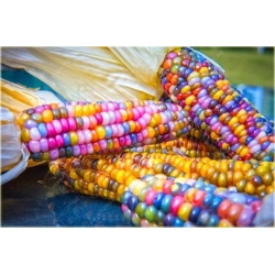 Nasiona Kukurydza Tęcza szt.5 Nxx16