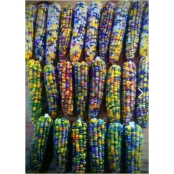 Nasiona Kukurydza Tęcza szt.5 Nxx16