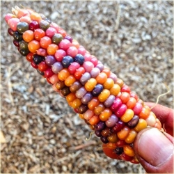 Nasiona Kukurydza Tęcza szt.5 Nxx16