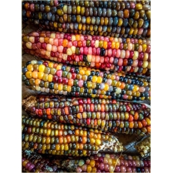 Nasiona Kukurydza Tęcza szt.5 Nxx16