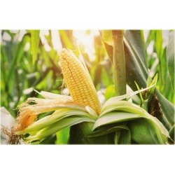 Nasiona Kukurydza żółta słodka szt.4 Nxx578