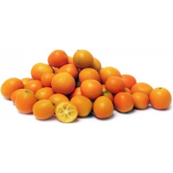 Nasiona Kumkwat mini mandarynka szt.5 Nxx141