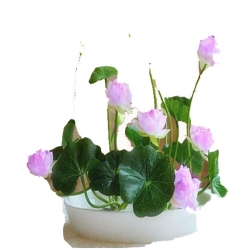 Nasiona Kwiat lotosu Grzybień biały