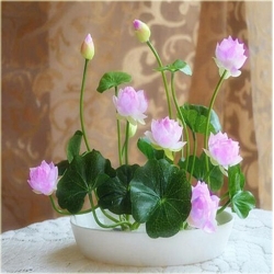 Nasiona Kwiat lotosu Grzybień biały