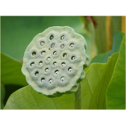 Nasiona Kwiat lotosu Grzybień biały szt.2 Nxx2