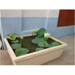 Nasiona Kwiat lotosu Grzybień biały