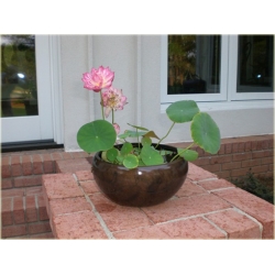 Nasiona Kwiat lotosu Grzybień biały