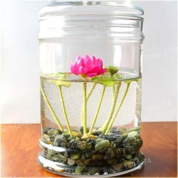 Nasiona Kwiat lotos mini water lily seeds