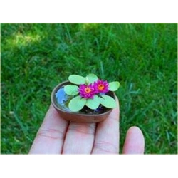 Nasiona Kwiat lotos mini mix  szt.2 Nxx193